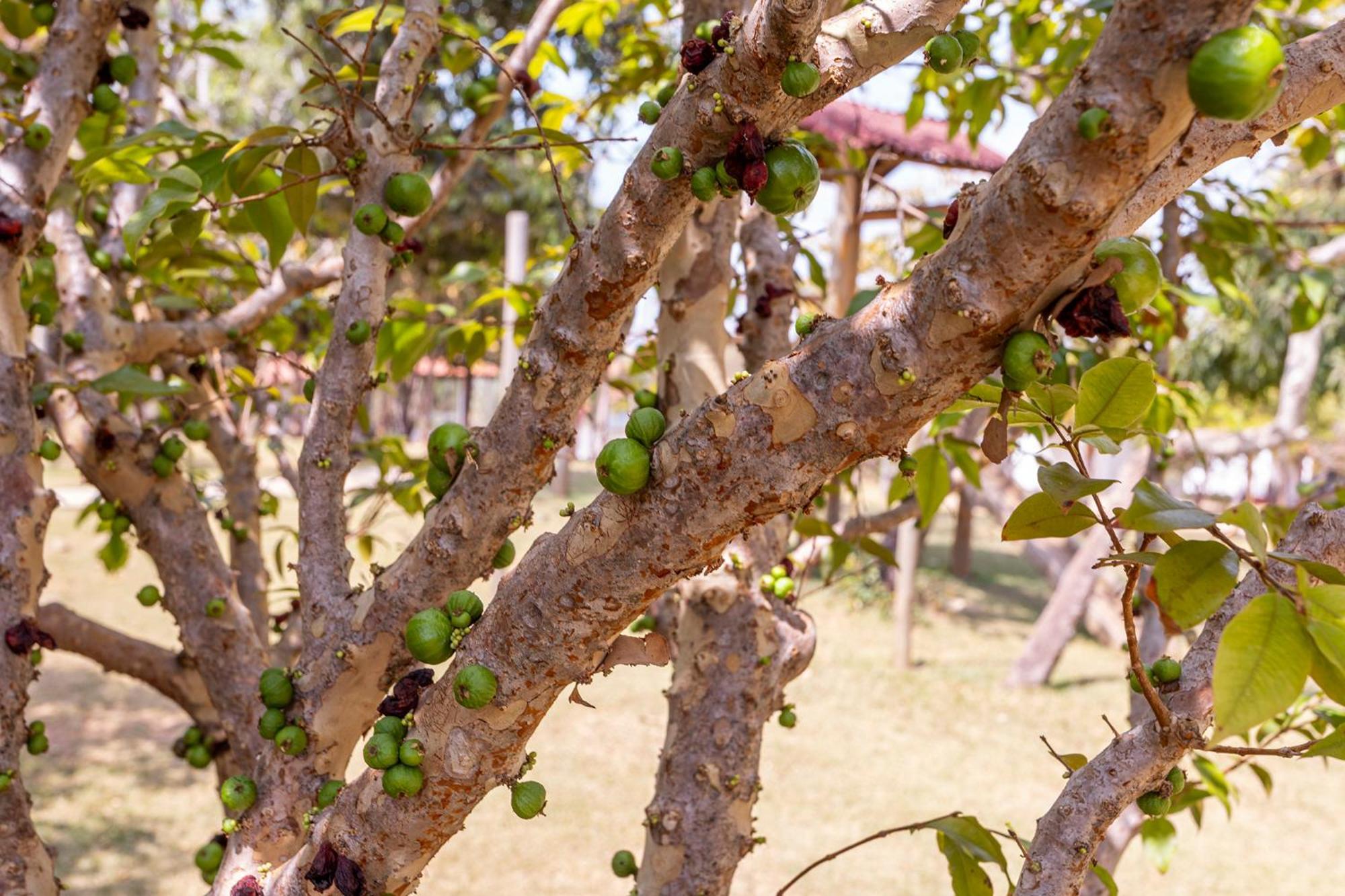 Pousada Vereda Da Serra Pirenópolis エクステリア 写真